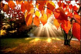 Photo: autumn trees