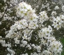 Photo: blackthorn blossom